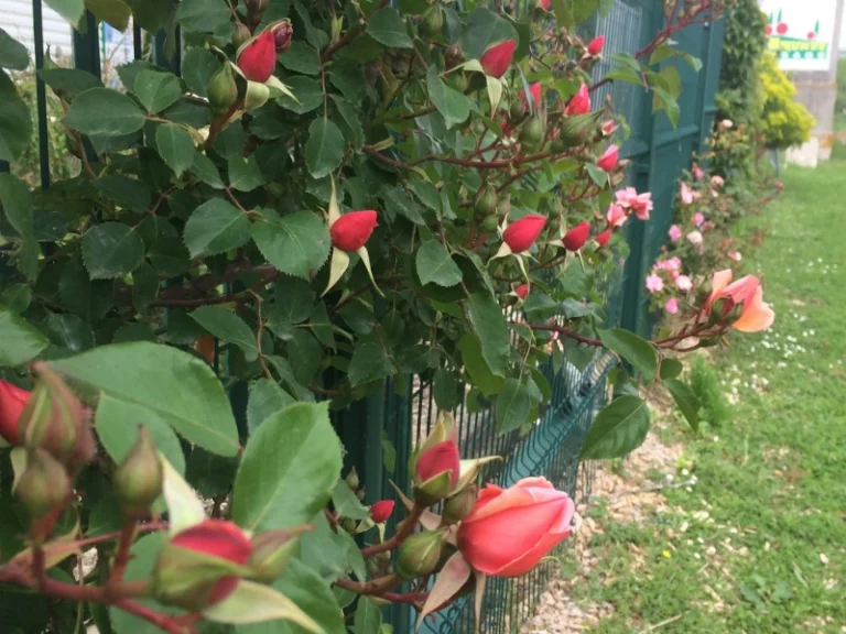 service d’arrosage dans le 86