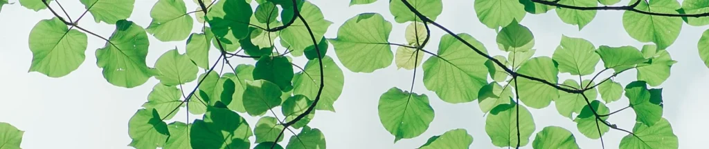 service d’arrosage en Vienne