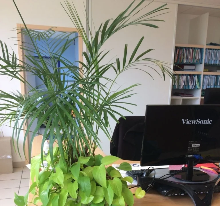 entretien d’espaces verts en Vienne